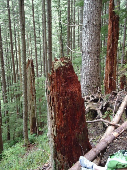 249720_2062424129279_4386602_n